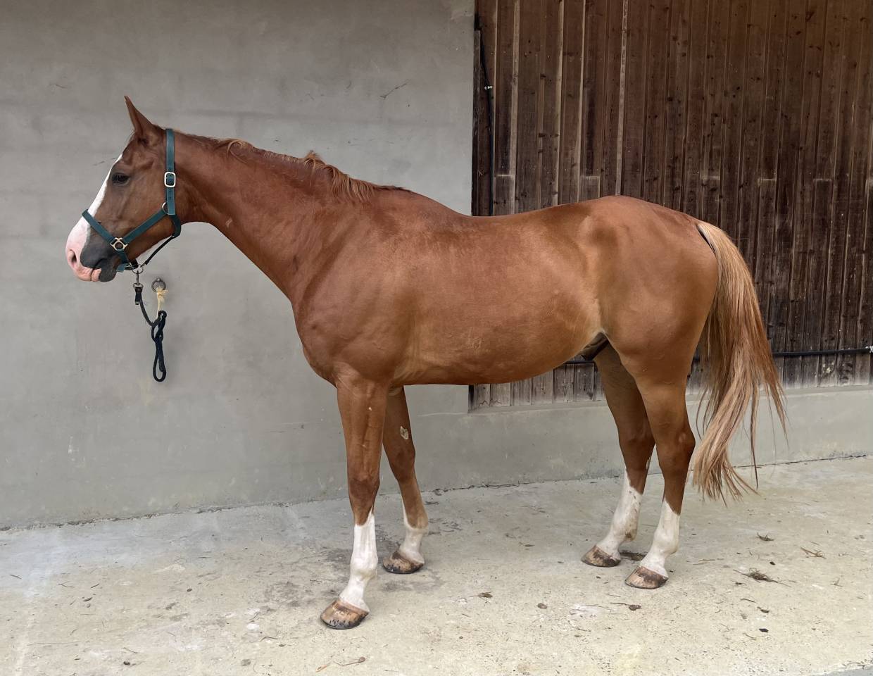 Tr&egrave;s beau Hongre SF 5 ans 1m70