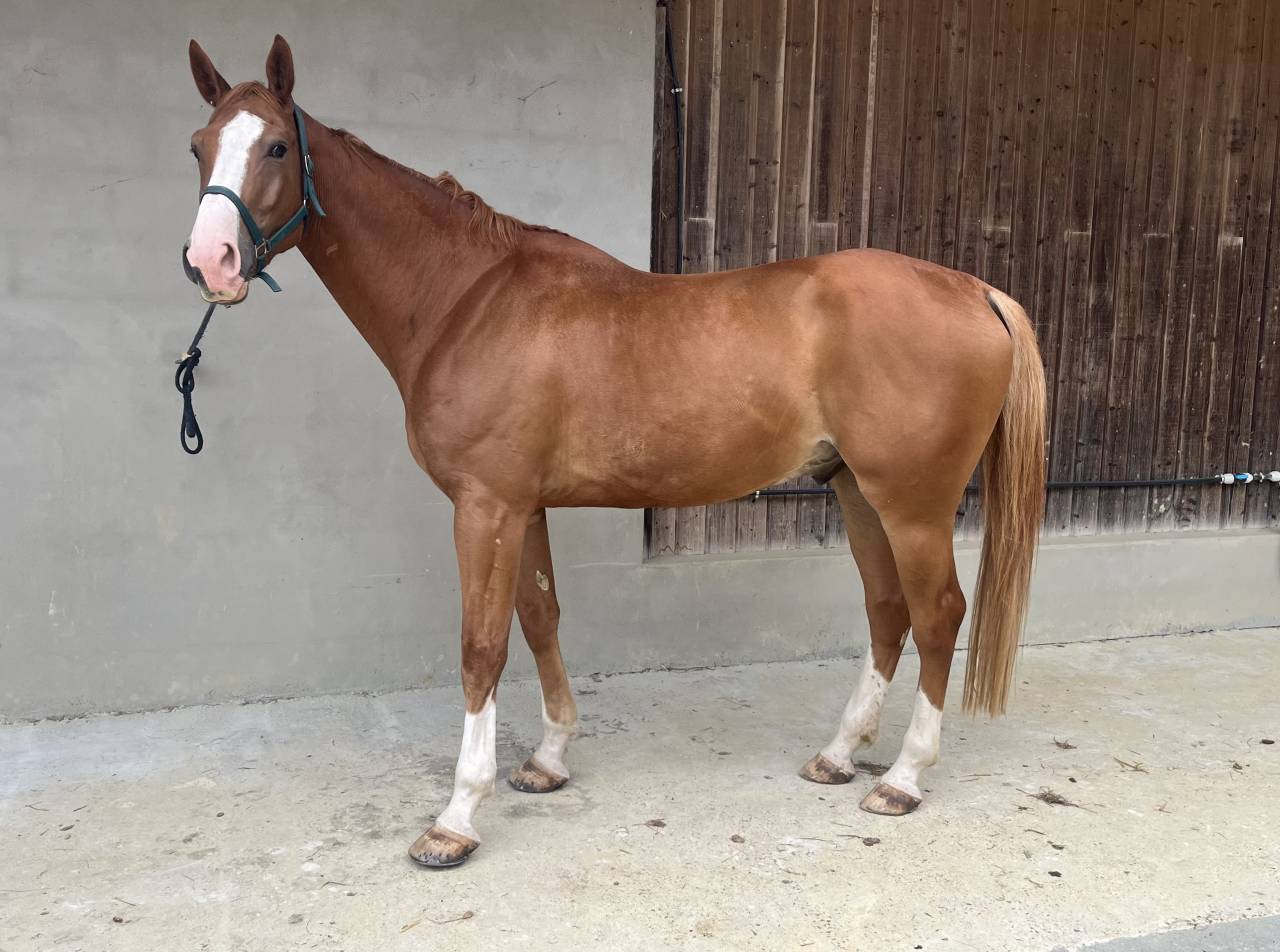 Tr&egrave;s beau Hongre SF 5 ans 1m70