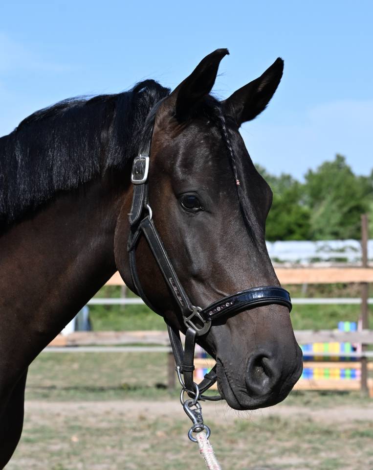 Magnifique cheval hongre 