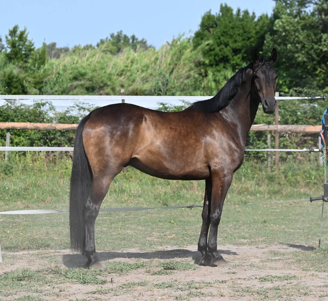 Magnifique cheval hongre 