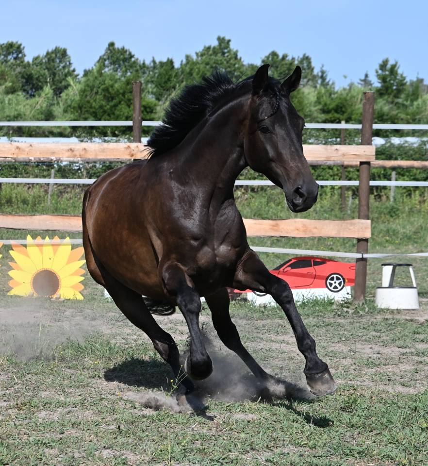 Magnifique cheval hongre 