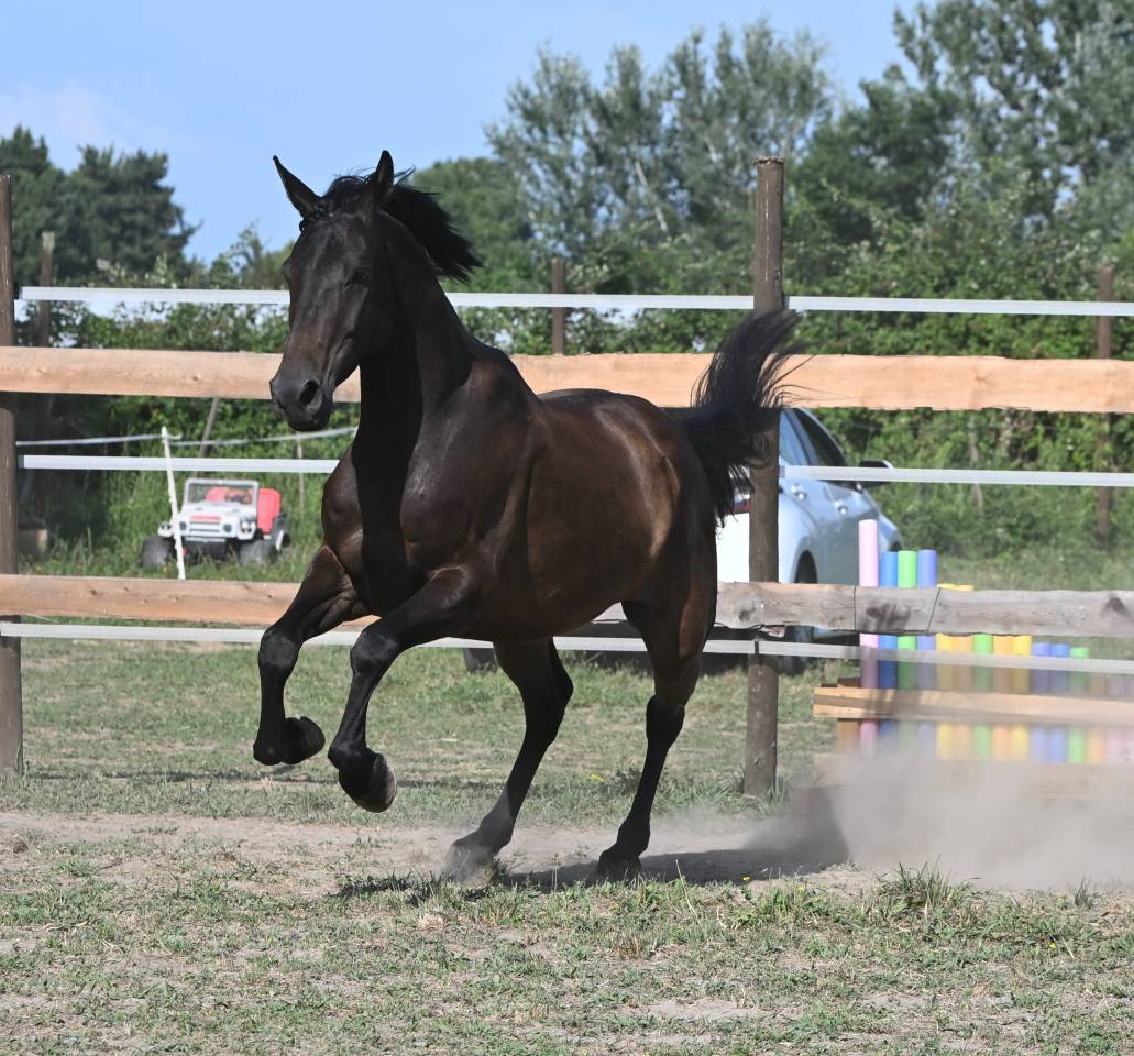 Magnifique cheval hongre 