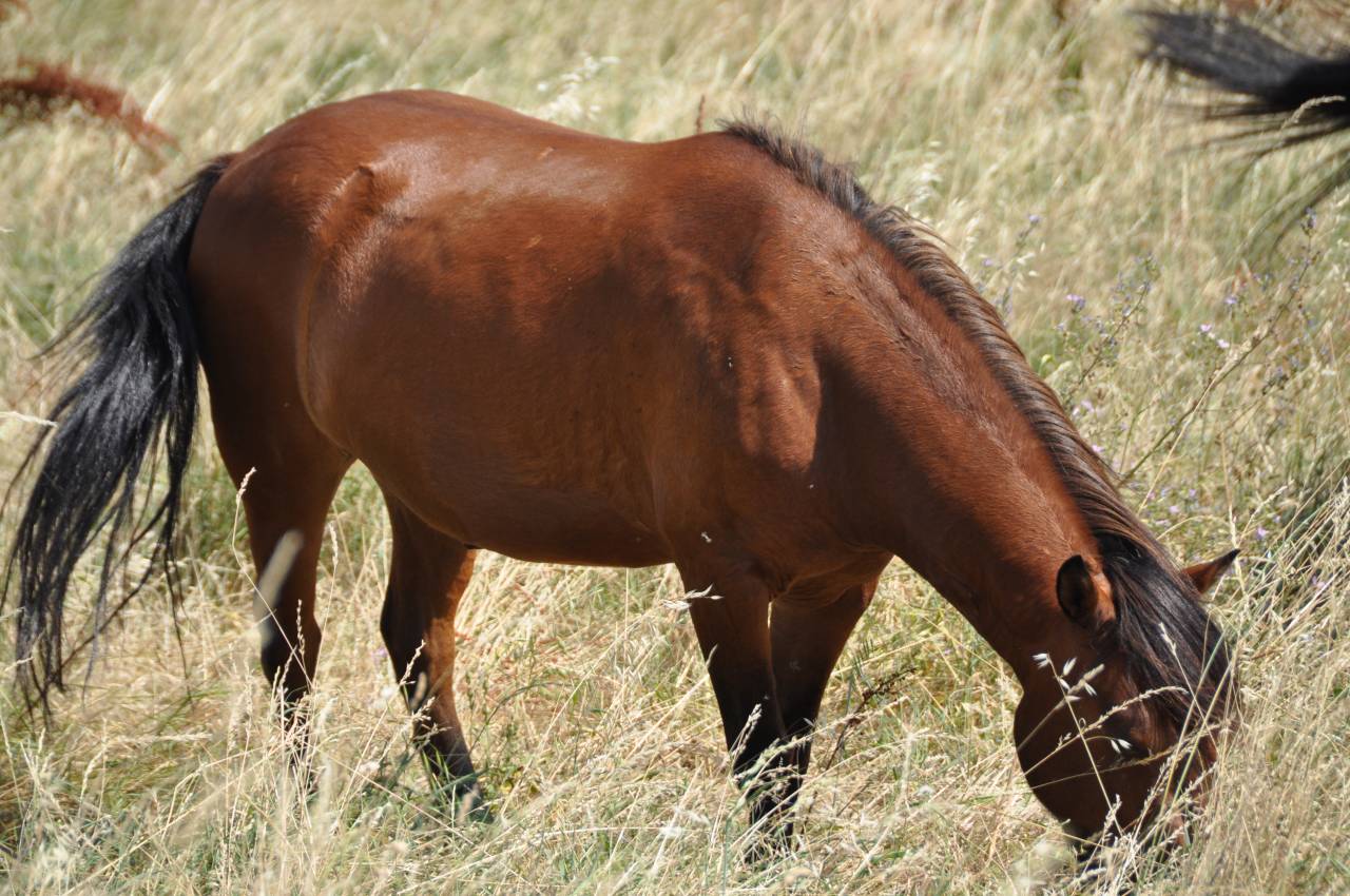 Poney de 3ans 