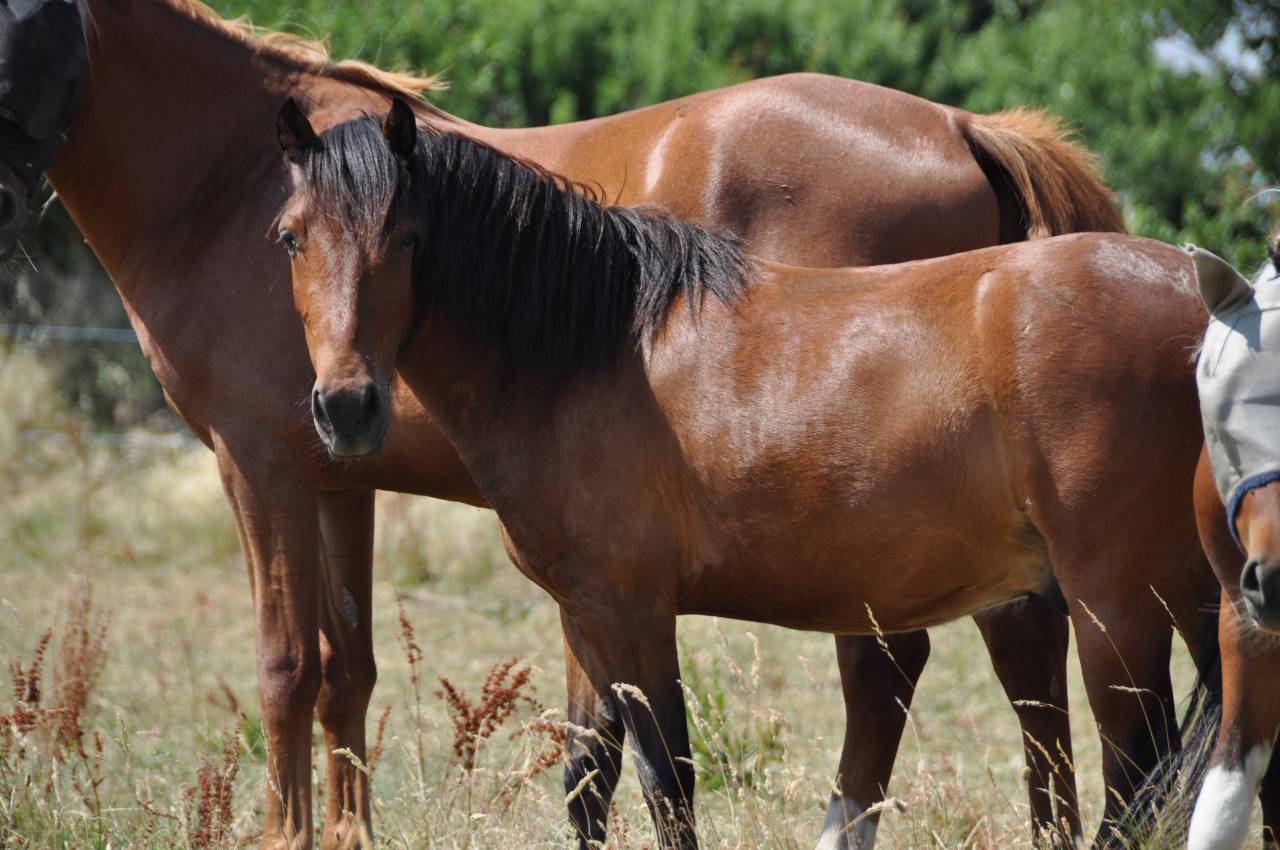 Poney de 3ans 