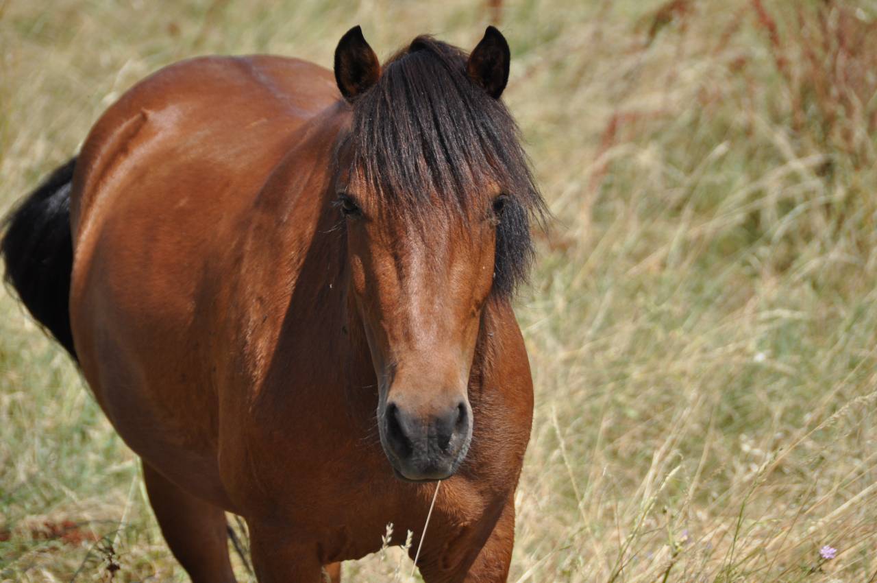 Poney de 3ans 