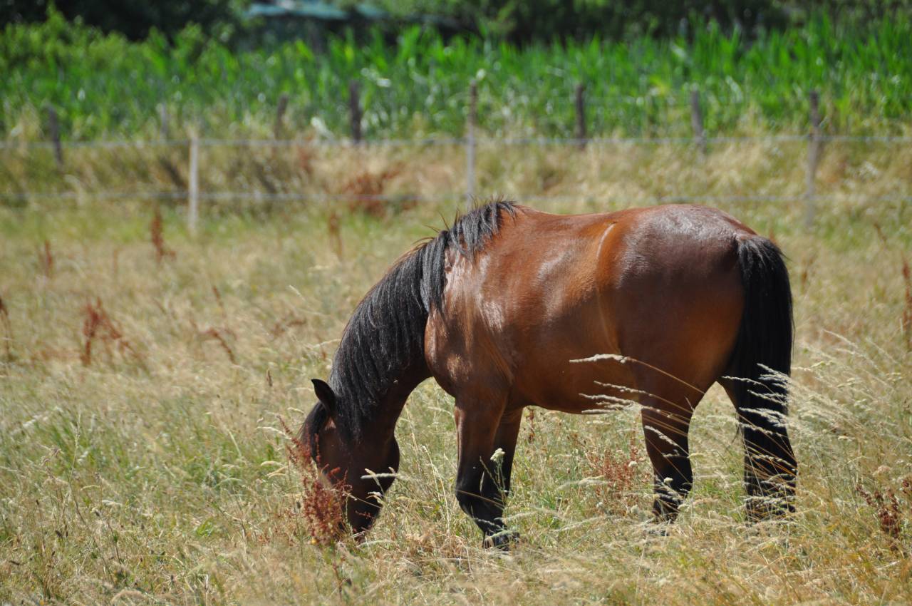 Poney de 3ans 