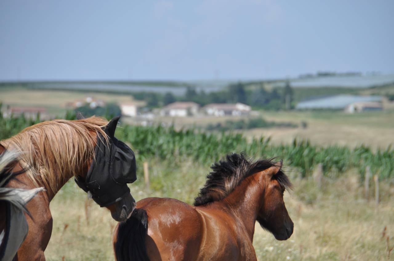 Poney de 3ans 