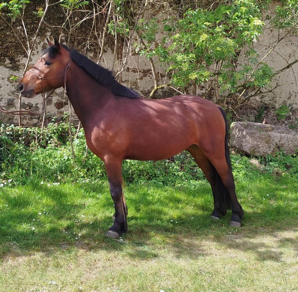 PONEY HONGRE CONNEMARA 4 ANS