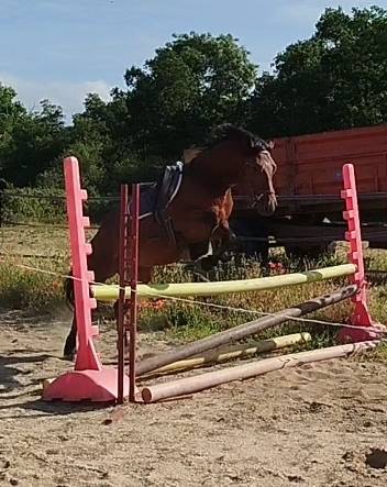 PONEY HONGRE CONNEMARA 4 ANS