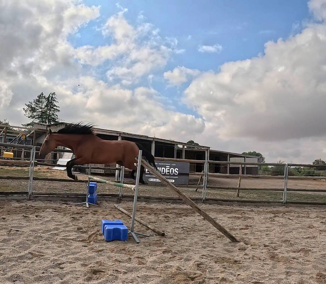 cheval polyvalent amateur
