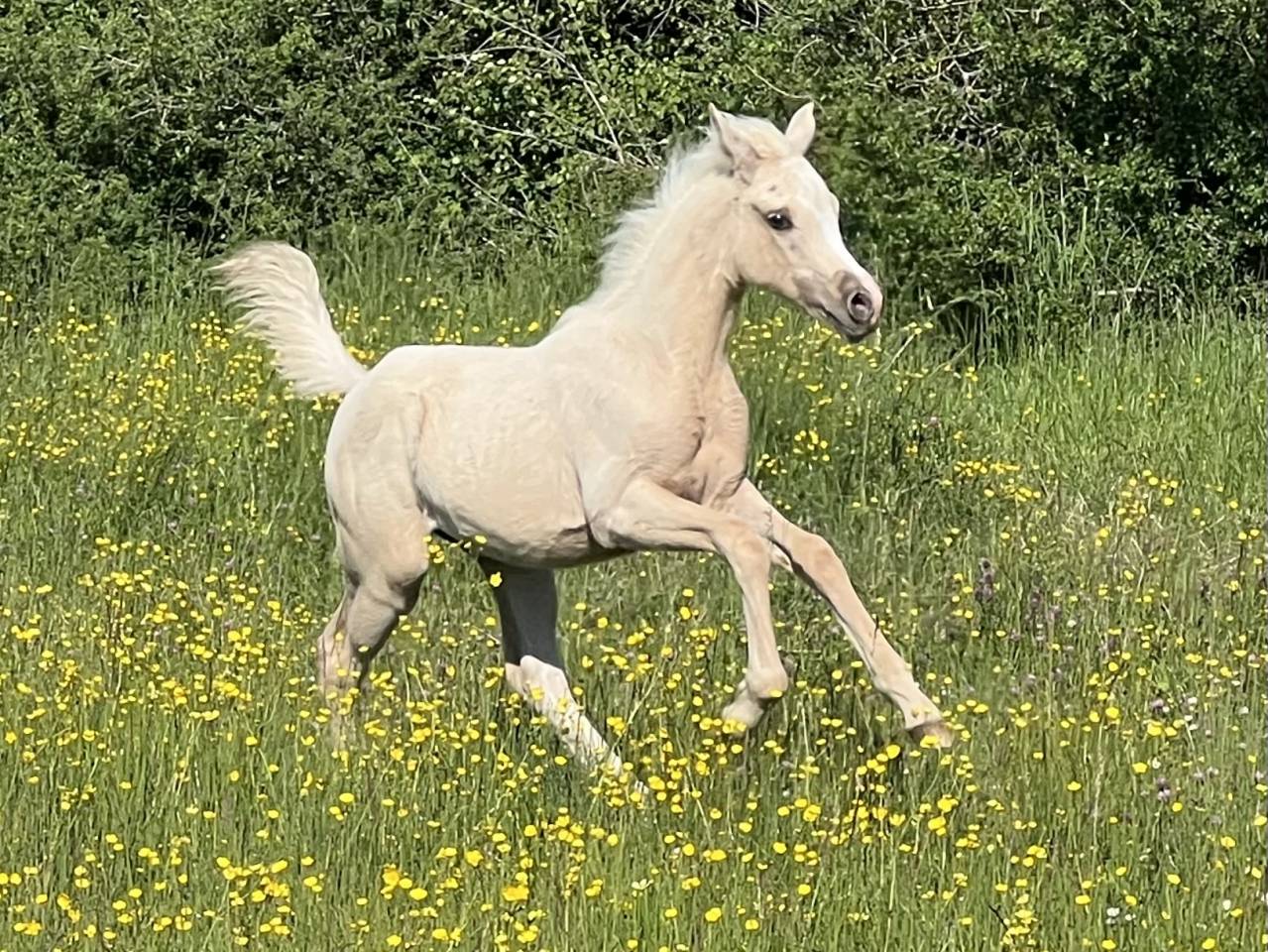 Pouliche anglo arabe part bred