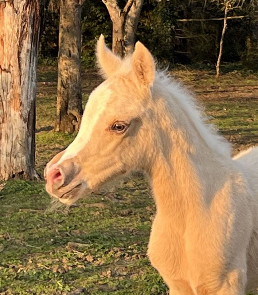Pouliche anglo arabe part bred
