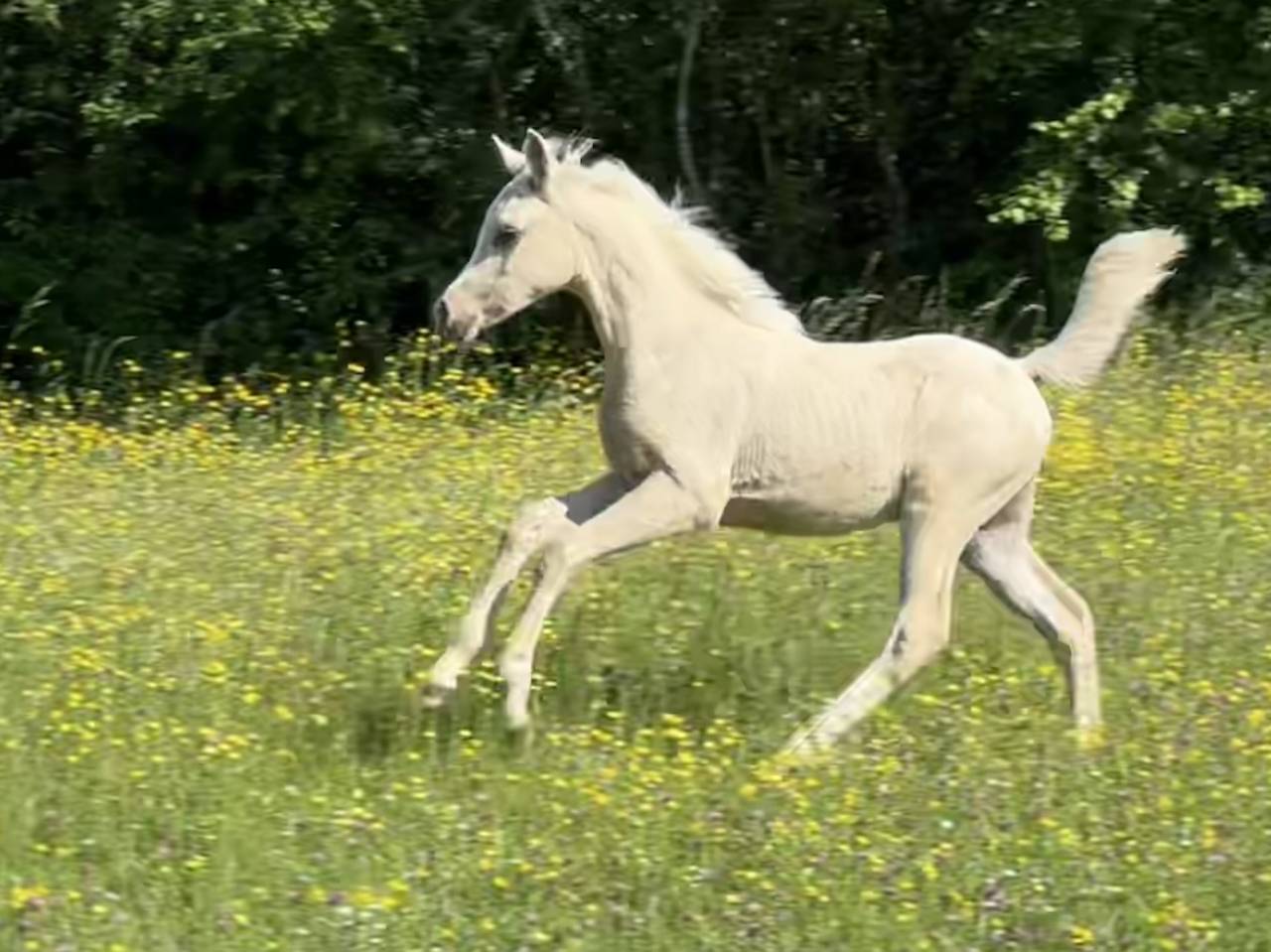Pouliche anglo arabe part bred