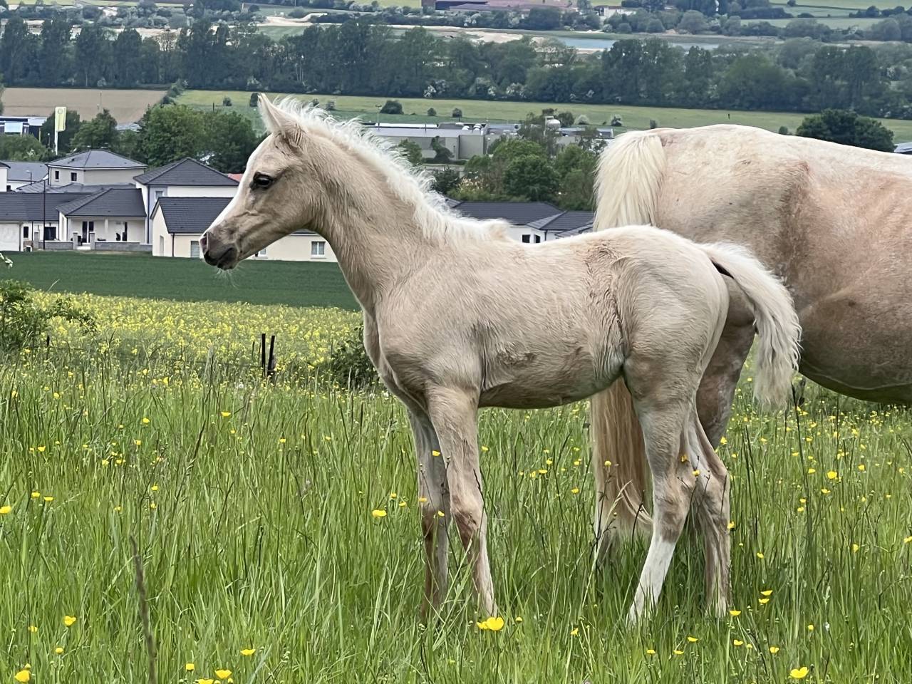 Pouliche anglo arabe part bred