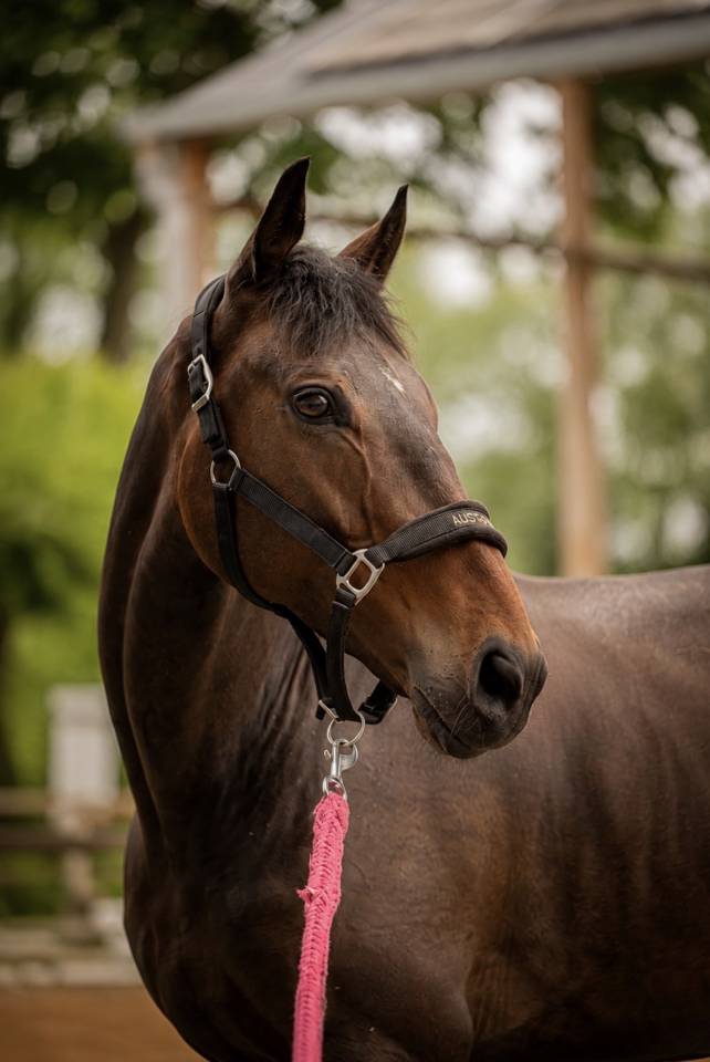 cheval PS