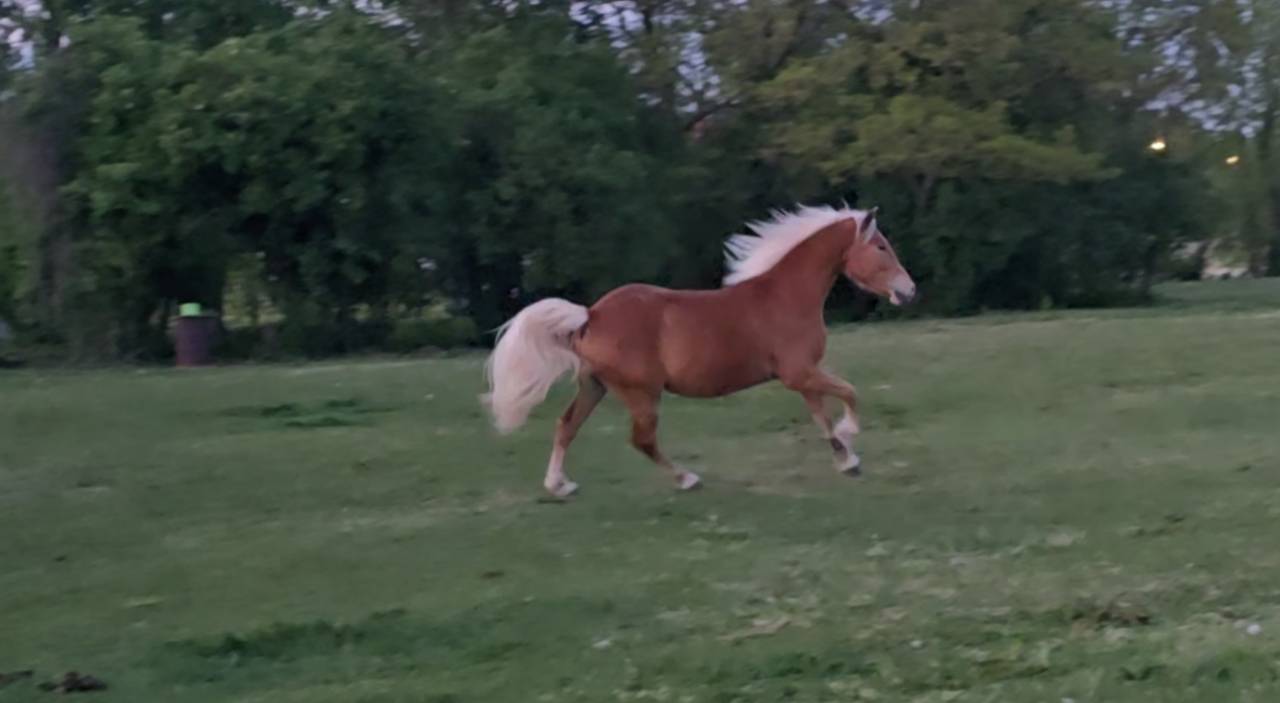 Haflinger 3 qns 