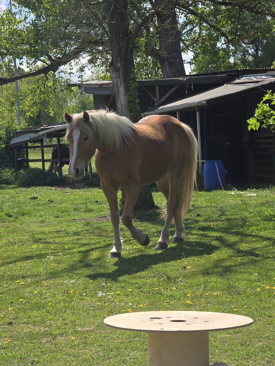 Haflinger 3 qns 