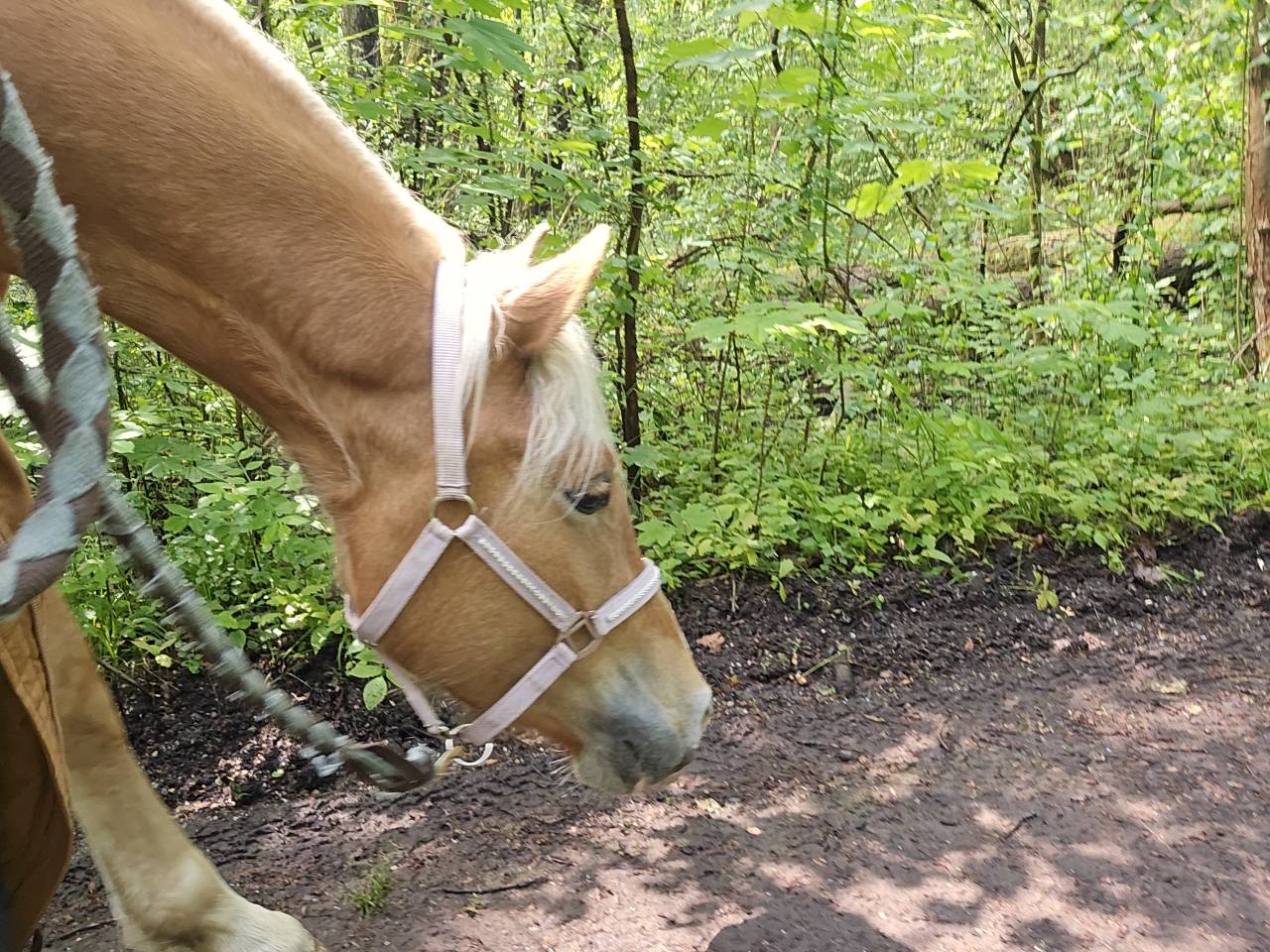 Haflinger 3 qns 