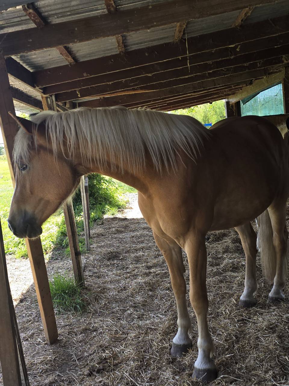 Haflinger 3 qns 