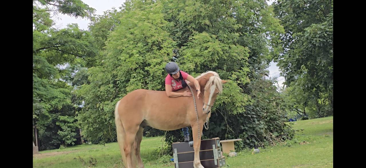 Haflinger 3 qns 