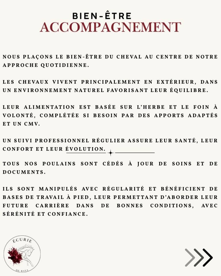 &Eacute;curie de reconversion | &Eacute;levage | Travail du cheval