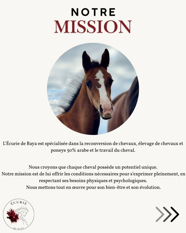 &Eacute;curie de reconversion | &Eacute;levage | Travail du cheval