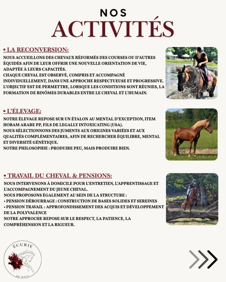 &Eacute;curie de reconversion | &Eacute;levage | Travail du cheval