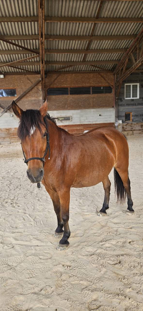 vends jument DSA n&eacute;e en 2009