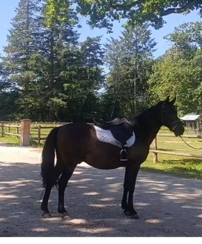 Poney. D club/loisirs 