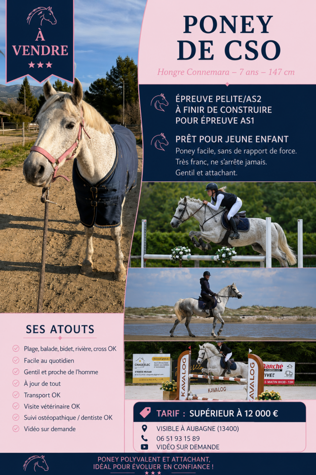 Hongre Connemara 7 ans 