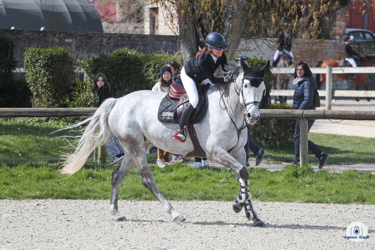 Jument de 8 ans &agrave; vendre excellentes origines 