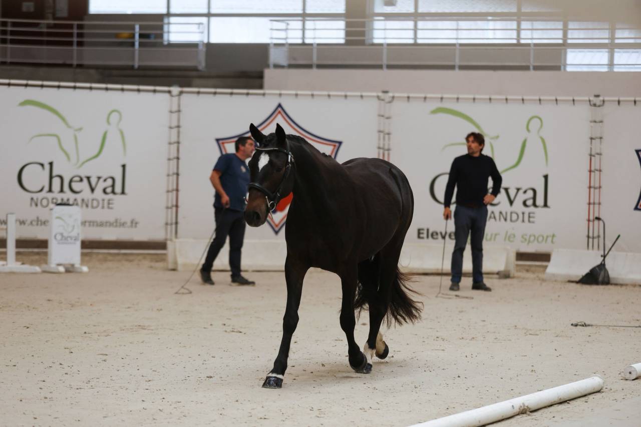 Hongre pfs de 3 ans