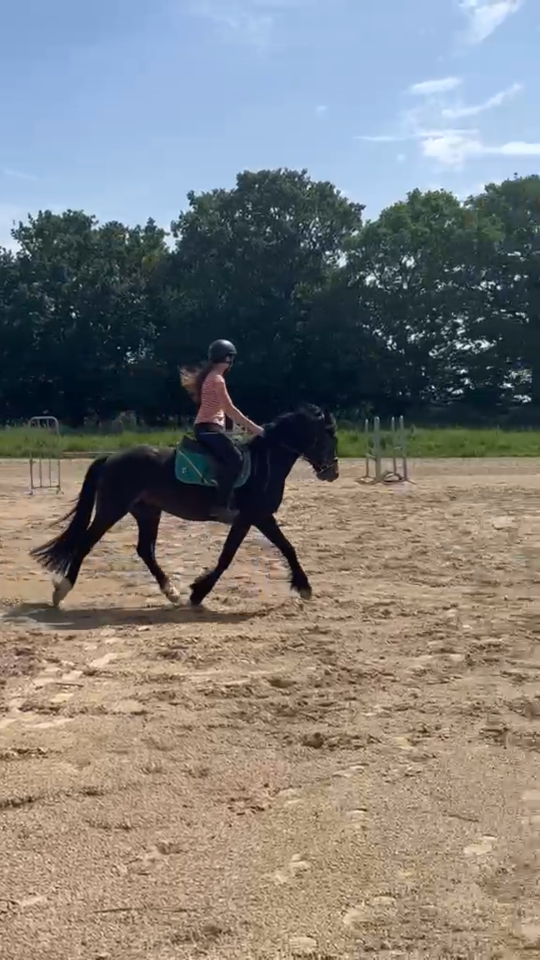 Hongre pfs de 3 ans