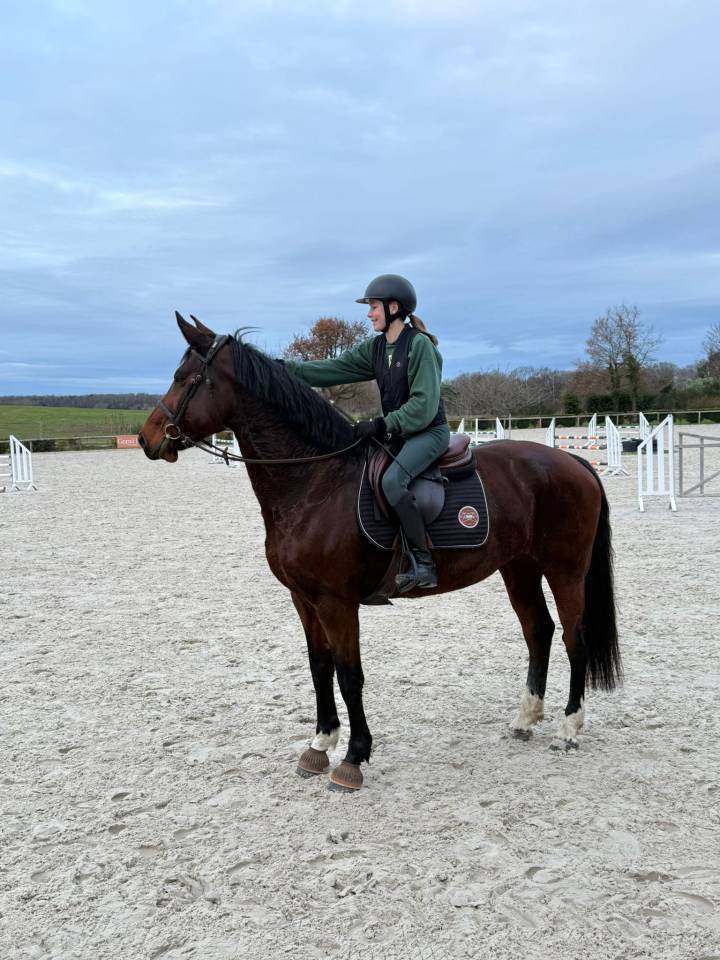 Jument belge de 7ans 