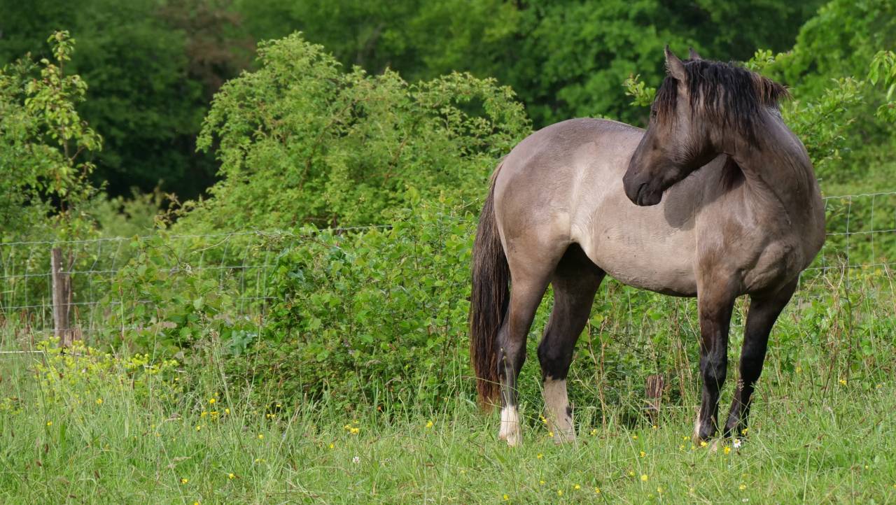 Quarter Pony Grullo 