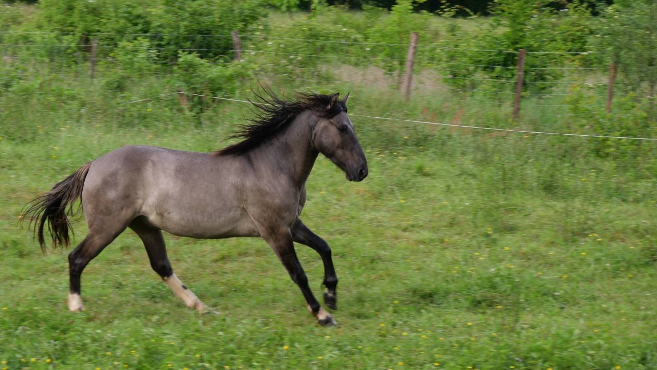 Quarter Pony Grullo 