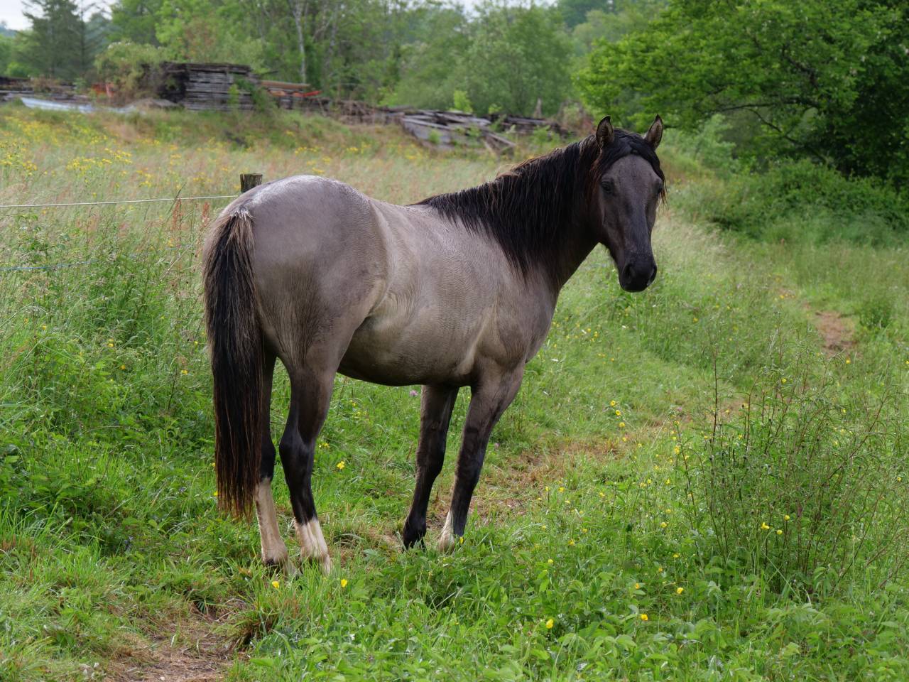 Quarter Pony Grullo 