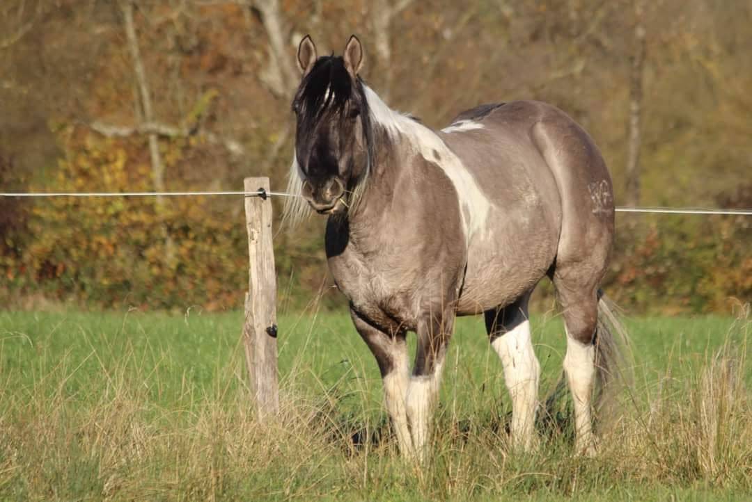Quarter Pony Grullo 