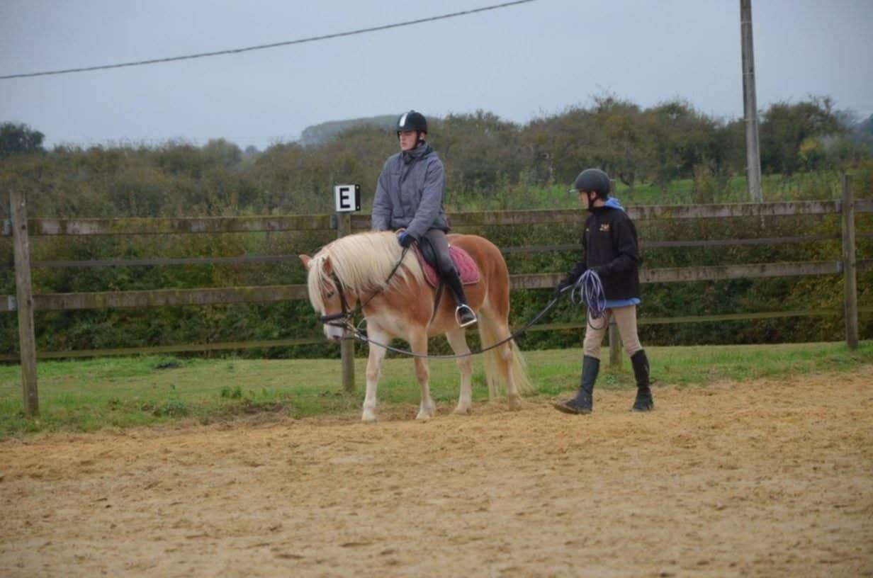 jument HAFLINGER PP Confirm&eacute;e