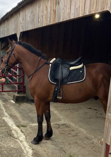 VENDS CHEVAL DE RANDONNNE