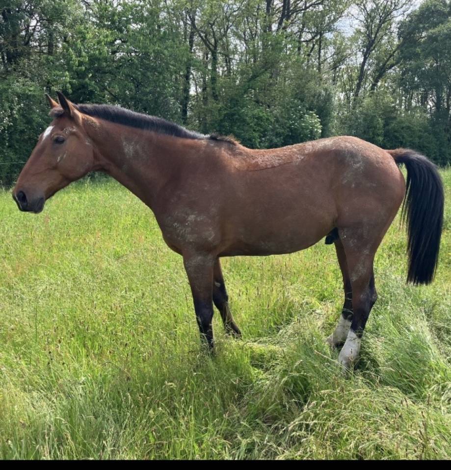 VENDS CHEVAL DE RANDONNNE