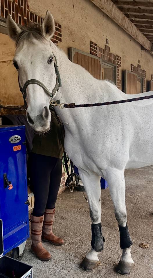 Adorable cheval de loisirs &agrave; vendre 