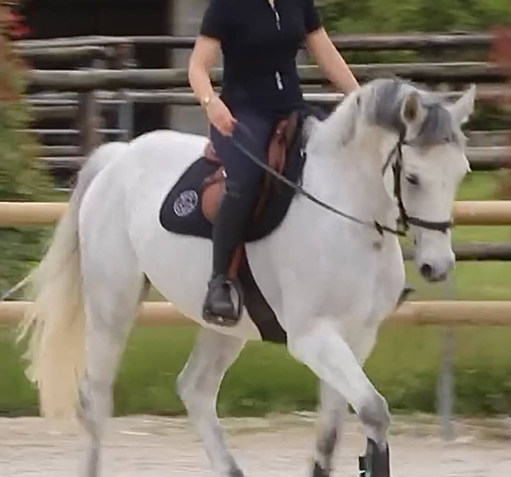 Dressage et travail &agrave; pied 