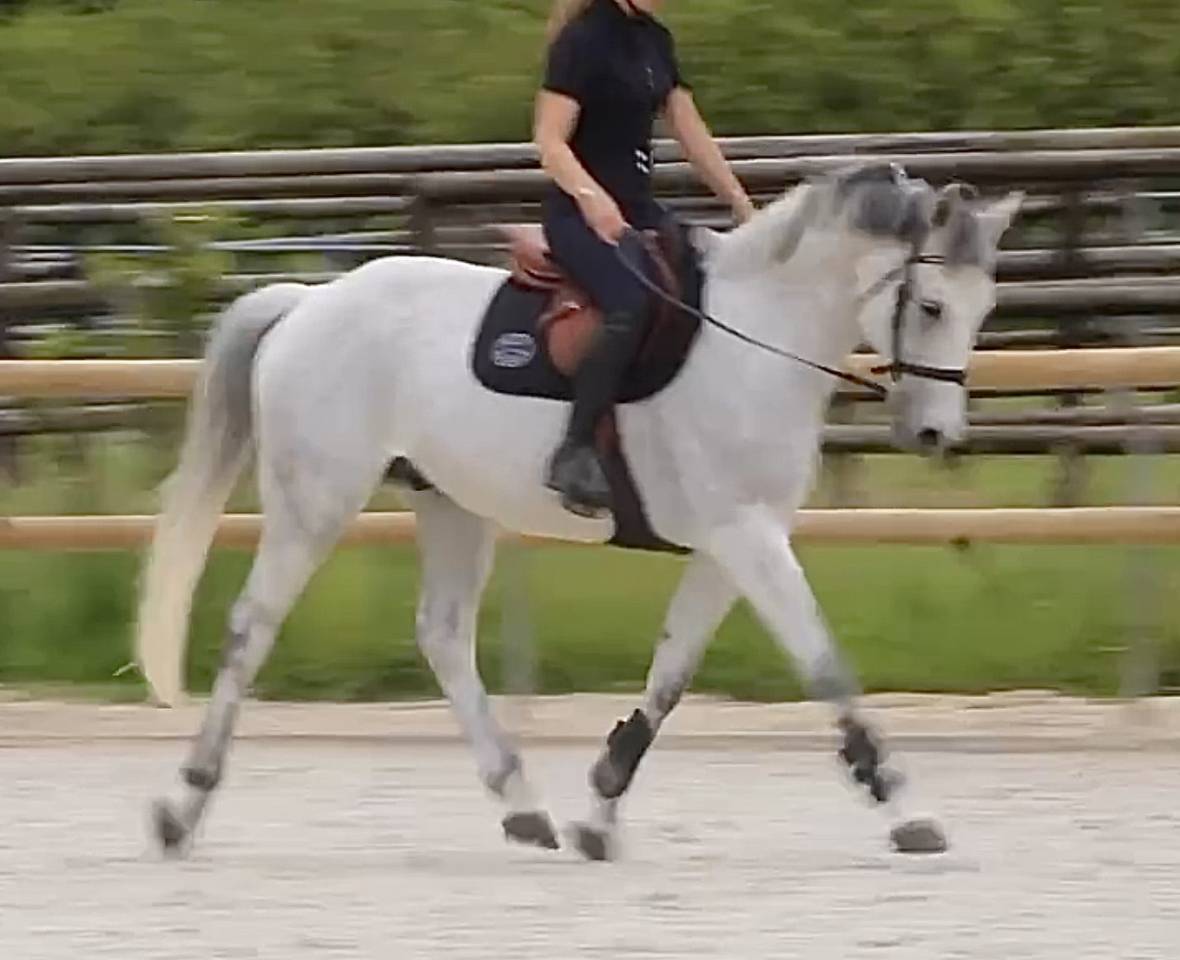 Dressage et travail &agrave; pied 