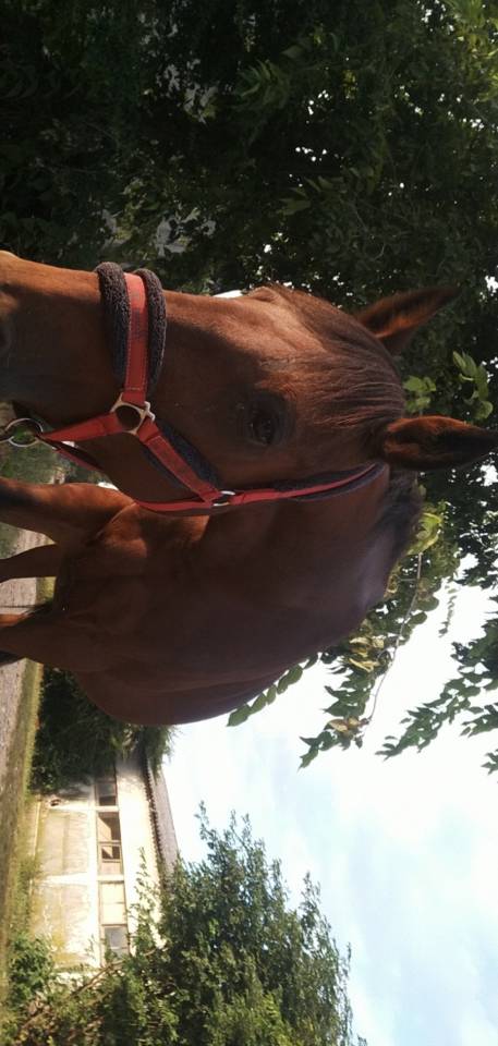 Vanda d&rsquo;Antifer &ndash; Jument TF de 17 ans