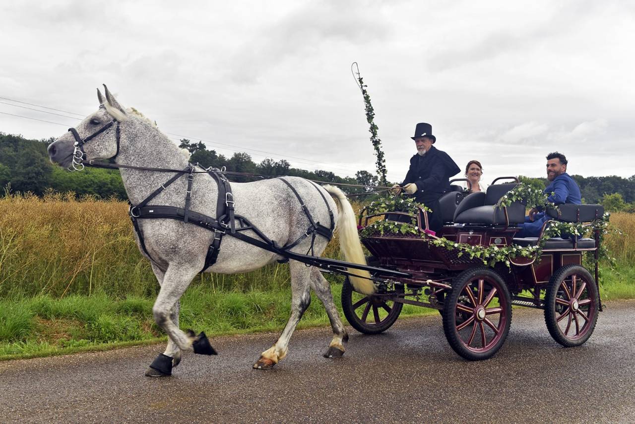cheval de trait Arabo Percheron attel&eacute; + cal&egrave;che Marath