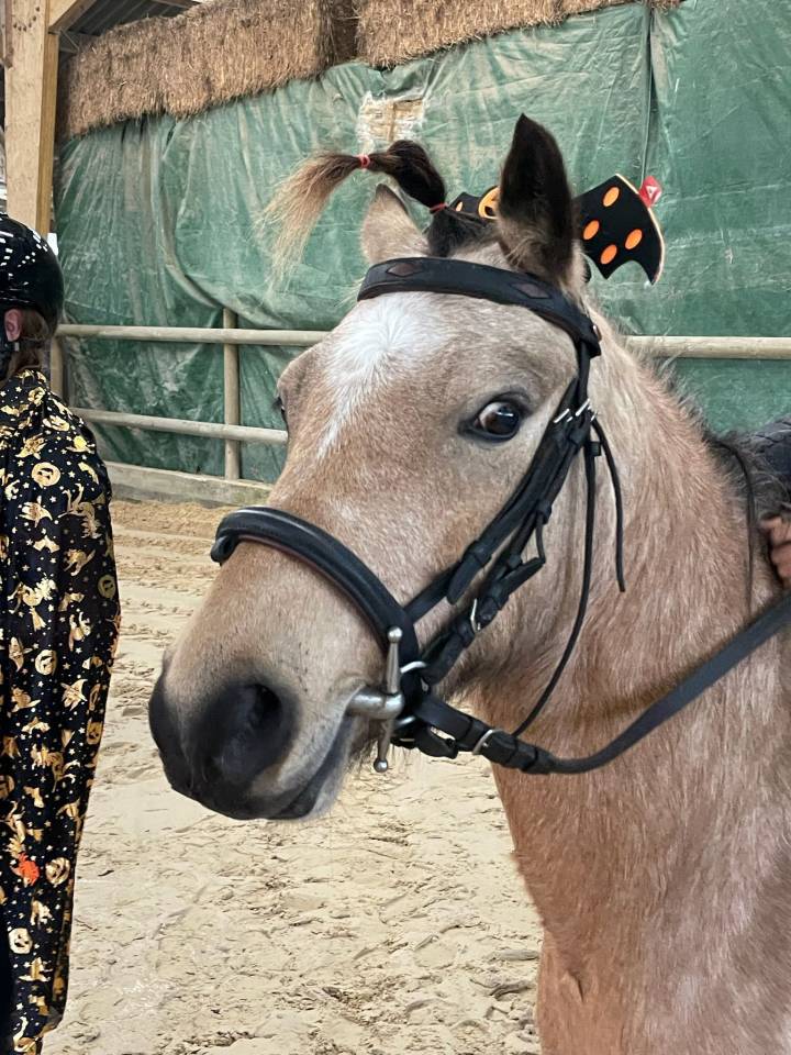 Super poney cherche pilote 