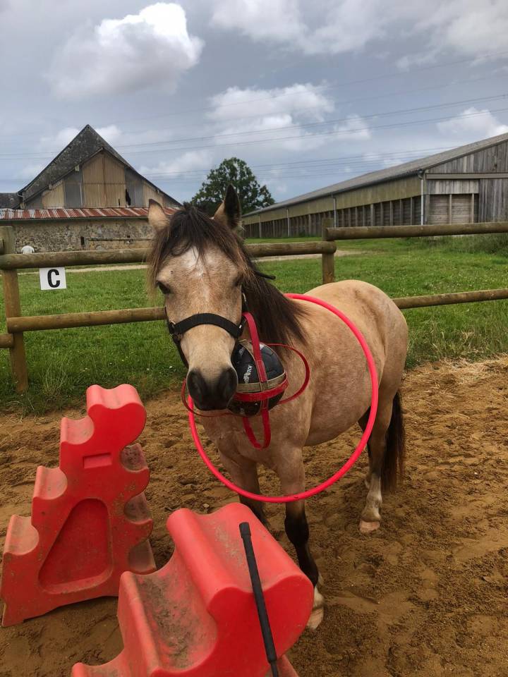 Super poney cherche pilote 