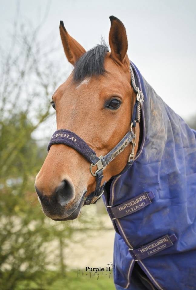 Jument CSO amateur 