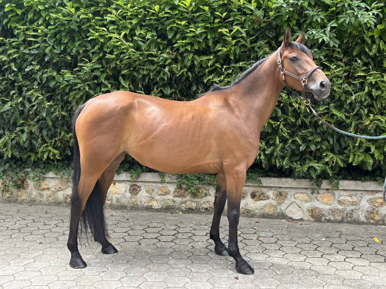 Ponette D 5 ans &agrave; vendre 